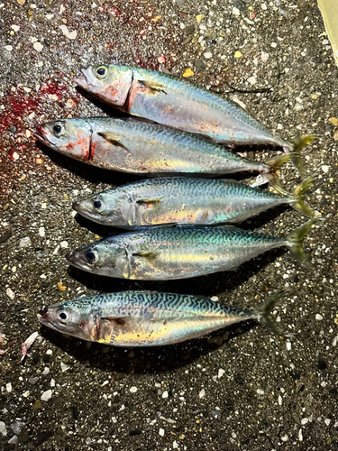 サバの釣果