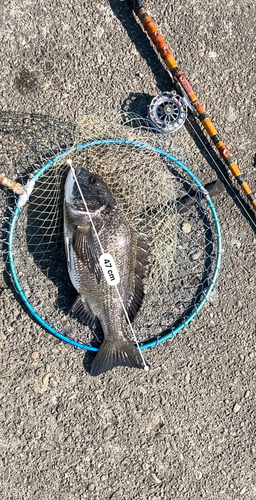 クロダイの釣果