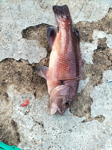 コブダイの釣果