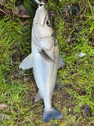 スズキの釣果