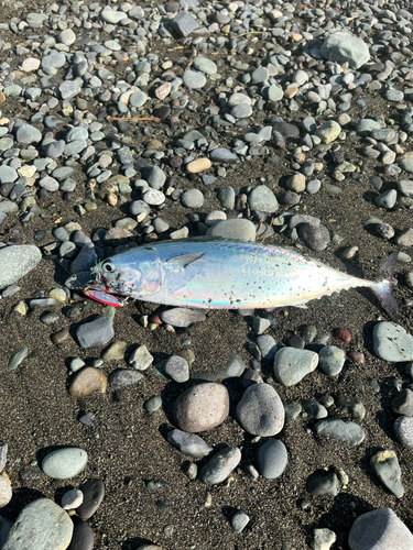 ヒラソウダの釣果