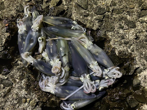 マメイカの釣果