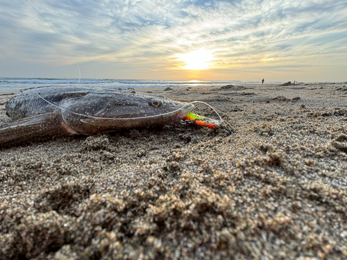 マゴチの釣果