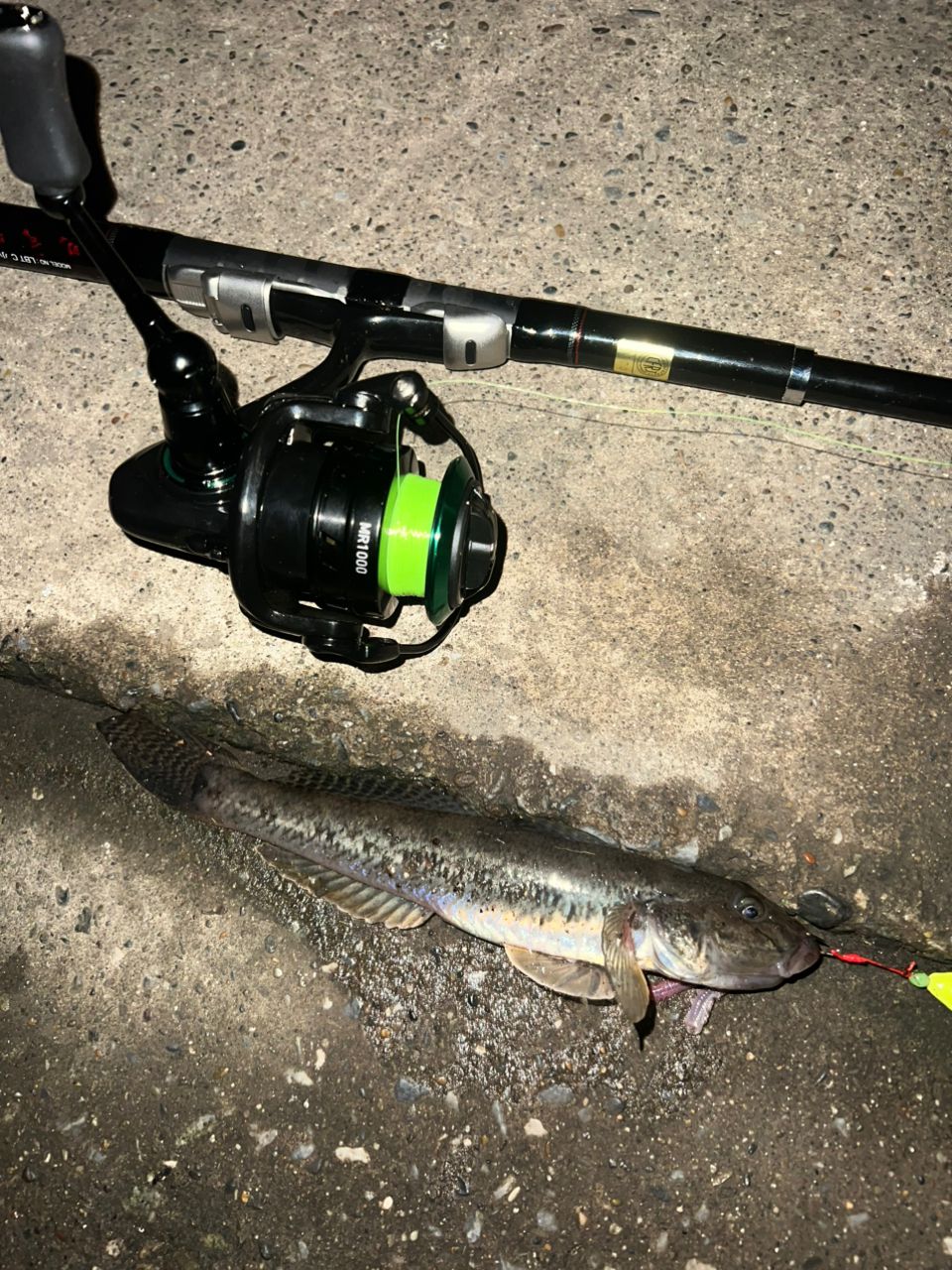 リバティクラブ 小継磯 2号-270 ダイワ 釣竿 コンパクト サビキ