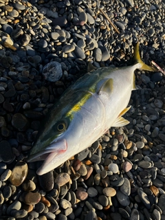 ワラサの釣果