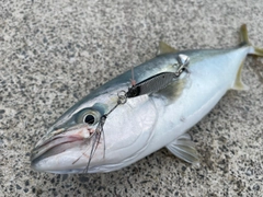 ワカシの釣果