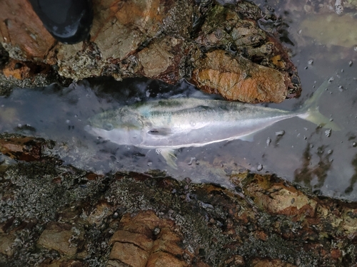 ブリの釣果