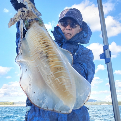 アオリイカの釣果