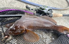 アイナメの釣果