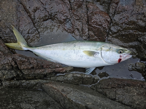 ハマチの釣果