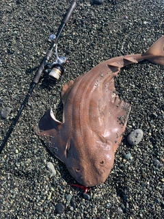 カスザメの釣果