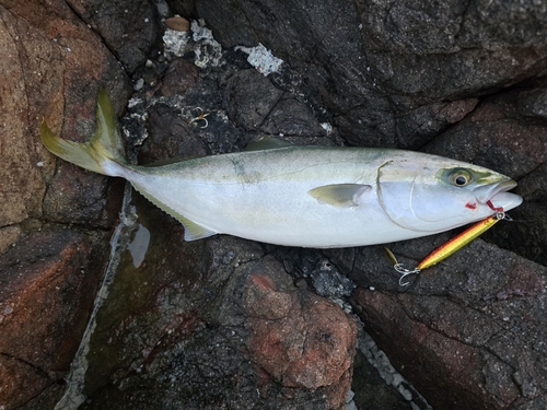 ハマチの釣果