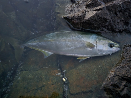 ハマチの釣果