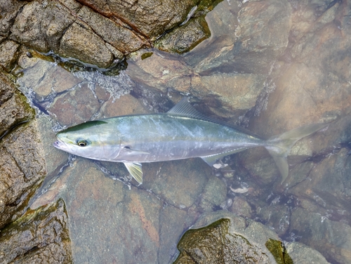 メジロの釣果