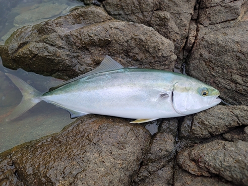 ハマチの釣果