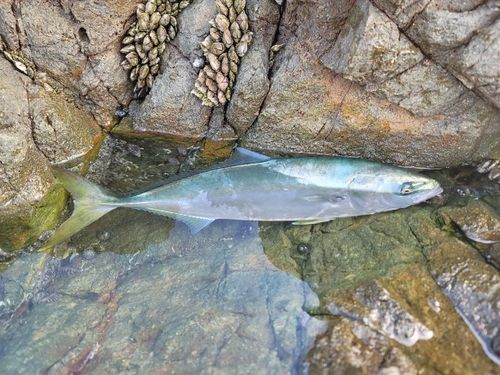 ハマチの釣果
