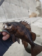 メバルの釣果