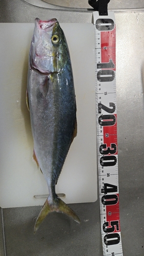 ハマチの釣果