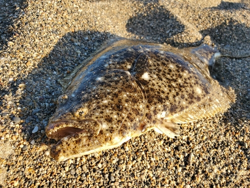 ヒラメの釣果