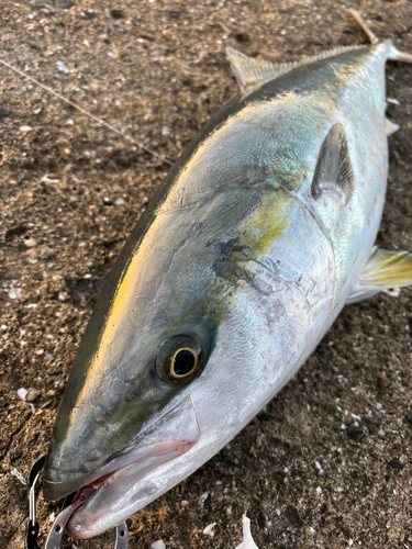 ヤズの釣果