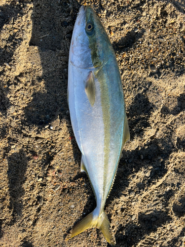 ハマチの釣果