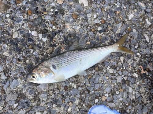 コノシロの釣果