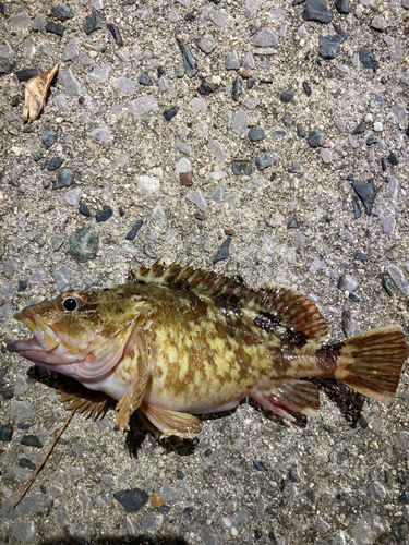 カサゴの釣果