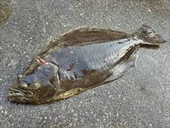 ヒラメの釣果