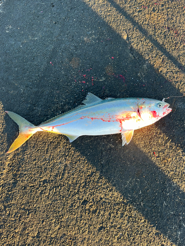 ワラサの釣果