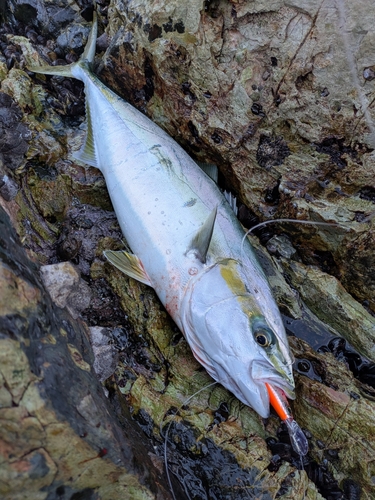 ヤズの釣果