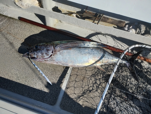 ビンチョウマグロの釣果