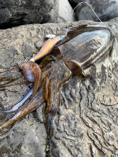 アオリイカの釣果