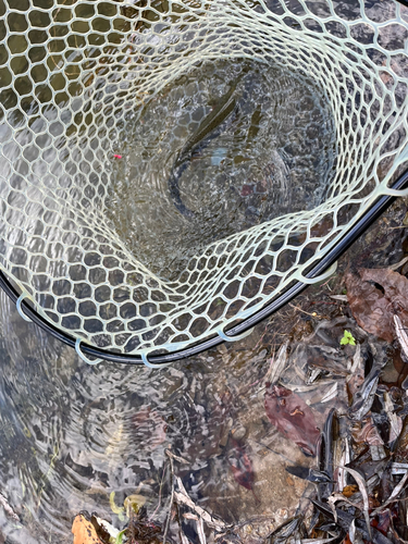 ニジマスの釣果