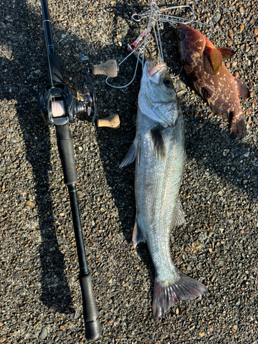 マダカ（マルスズキ）の釣果