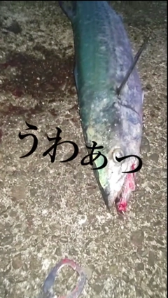 サワラの釣果