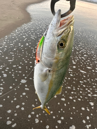 イナダの釣果