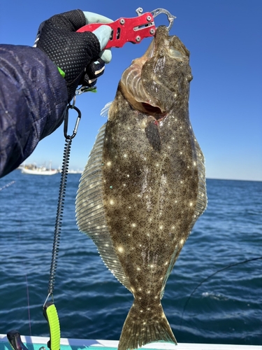 ヒラメの釣果