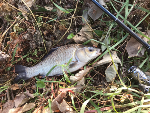 フナの釣果