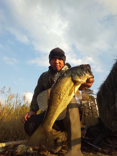 ブラックバスの釣果