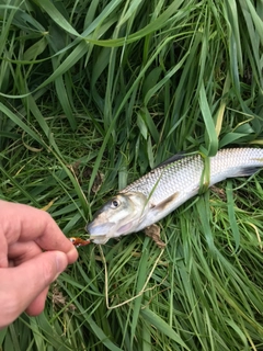 ニゴイの釣果