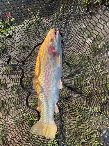 ニジマスの釣果