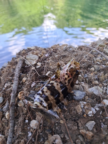 イシミーバイの釣果