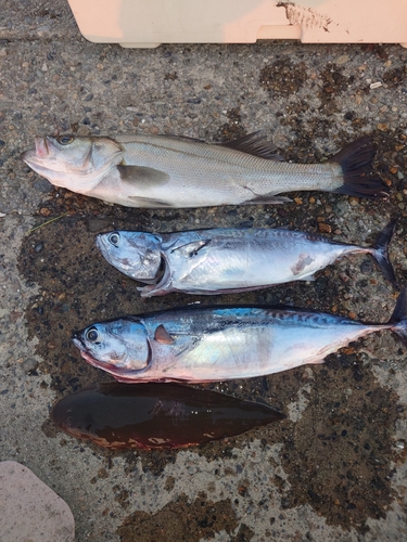 ソウダガツオの釣果