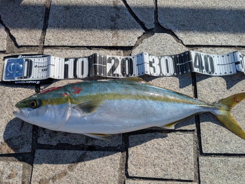 ハマチの釣果