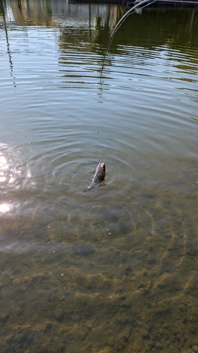 ニジマスの釣果