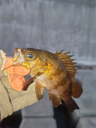 メバルの釣果