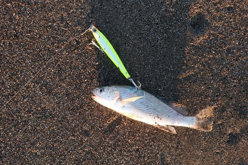 シログチの釣果