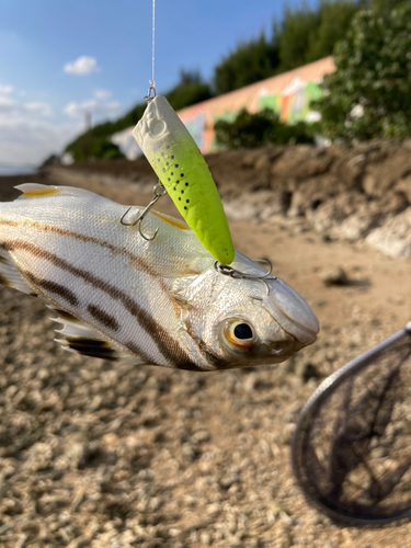 コトヒキの釣果