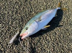 ハマチの釣果