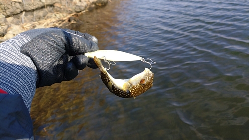 フグの釣果